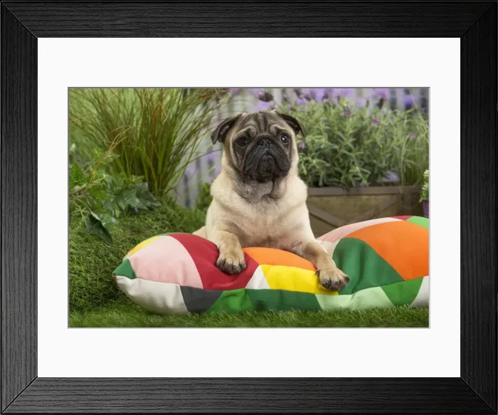 Framed Print : Picture No. 11807754 Framed Print : Picture No. 11807754
