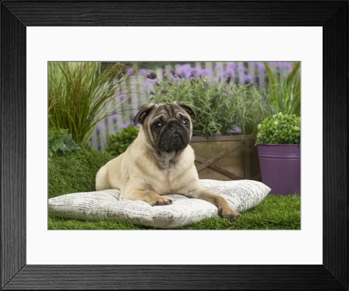 Framed Print : Picture No. 11807755 Framed Print : Picture No. 11807755