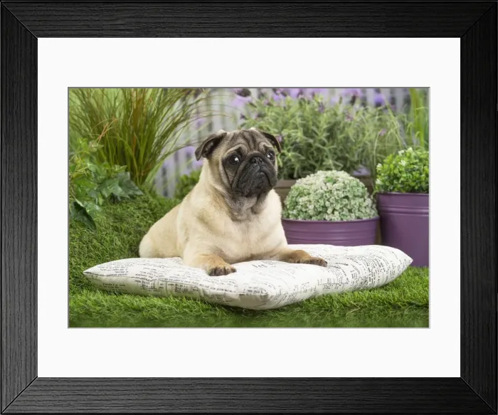 Framed Print : Picture No. 11807756 Framed Print : Picture No. 11807756