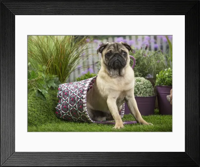 Framed Print : Picture No. 11807758 Framed Print : Picture No. 11807758