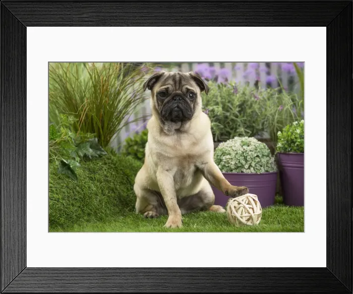 Framed Print : Picture No. 11807759 Framed Print : Picture No. 11807759