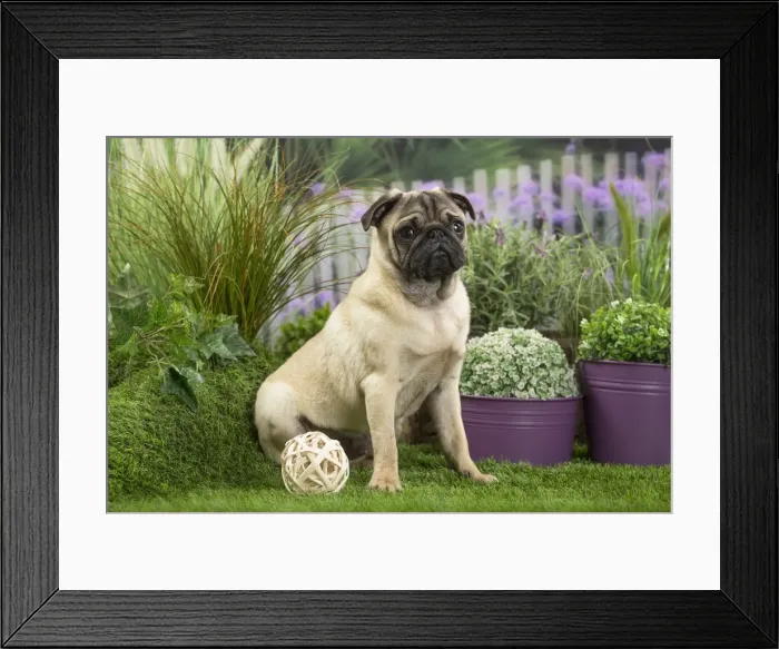 Framed Print : Picture No. 11807760 Framed Print : Picture No. 11807760