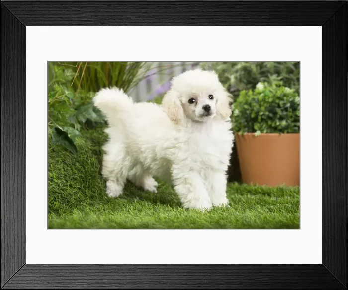 Framed Print : Picture No. 11807761 Framed Print : Picture No. 11807761