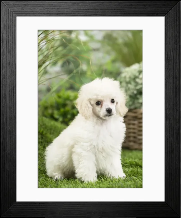 Framed Print : Picture No. 11807763 Framed Print : Picture No. 11807763