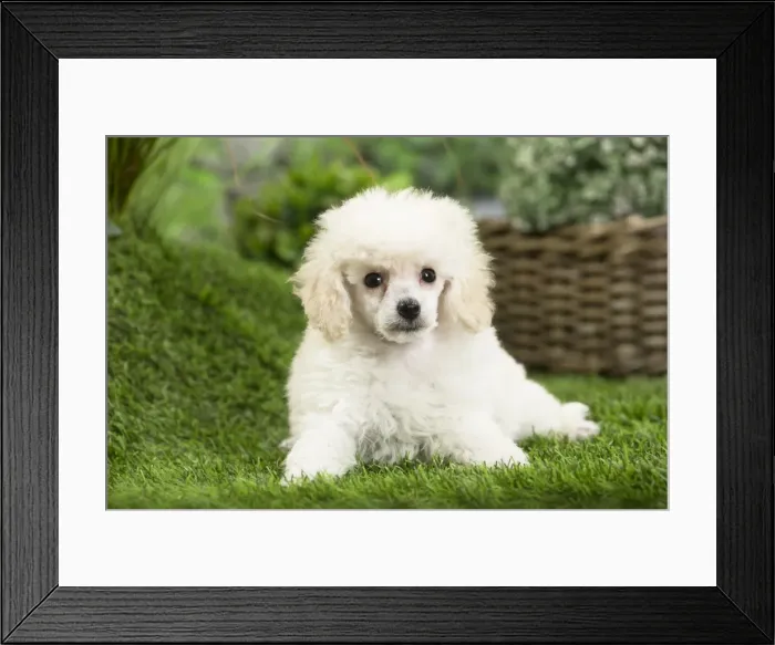 Framed Print : Picture No. 11807766 Framed Print : Picture No. 11807766