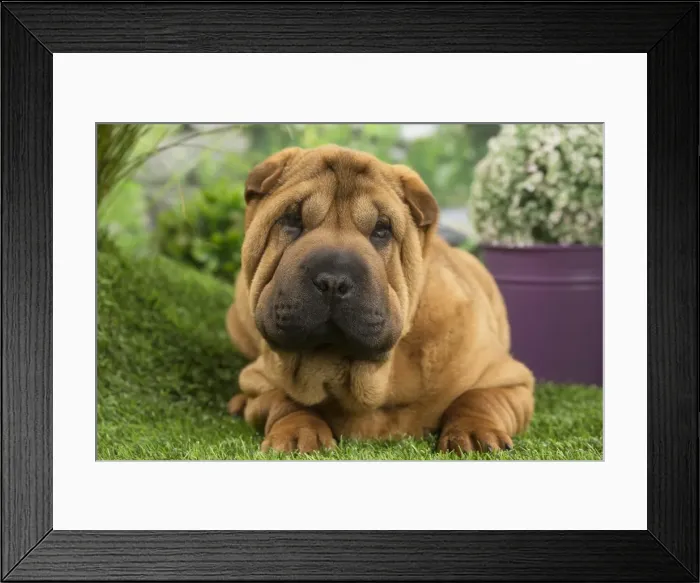 Framed Print : Picture No. 11807771 Framed Print : Picture No. 11807771