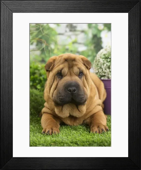 Framed Print : Picture No. 11807773 Framed Print : Picture No. 11807773