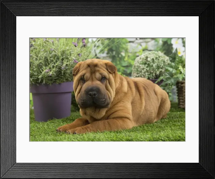 Framed Print : Picture No. 11807774 Framed Print : Picture No. 11807774