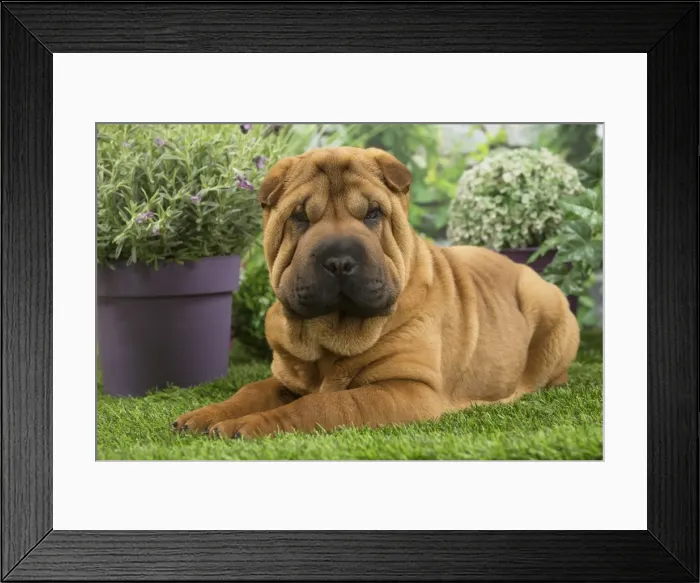 Framed Print : Picture No. 11807775 Framed Print : Picture No. 11807775