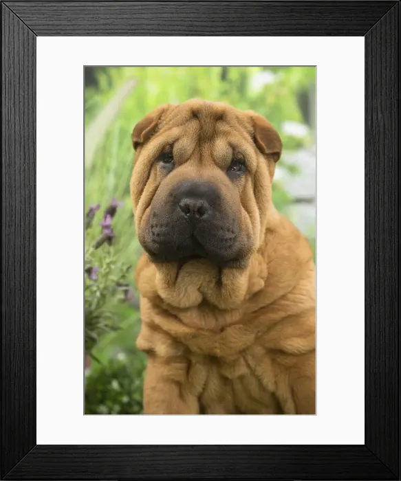Framed Print : Picture No. 11807776 Framed Print : Picture No. 11807776