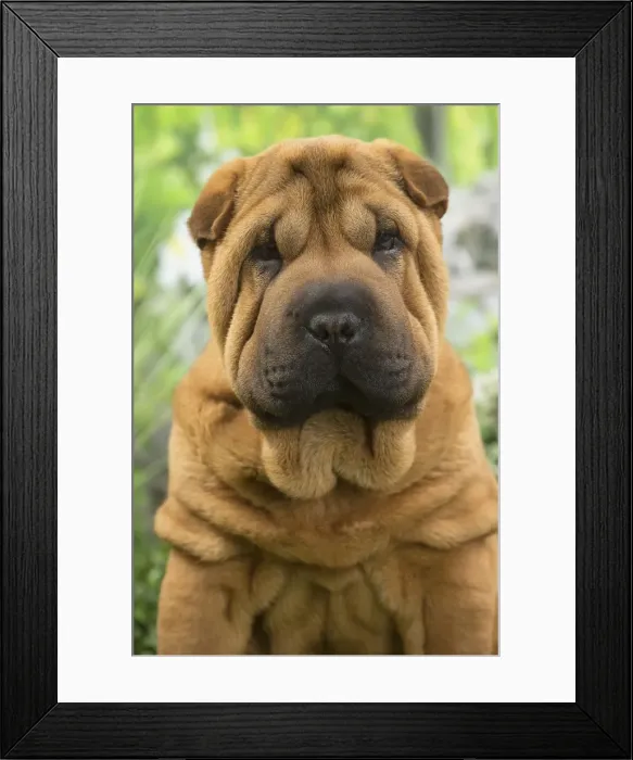 Framed Print : Picture No. 11807777 Framed Print : Picture No. 11807777