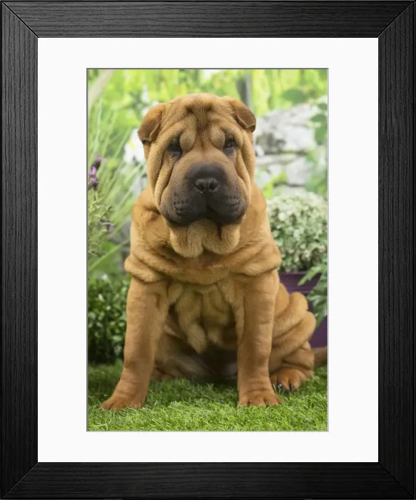 Framed Print : Picture No. 11807778 Framed Print : Picture No. 11807778
