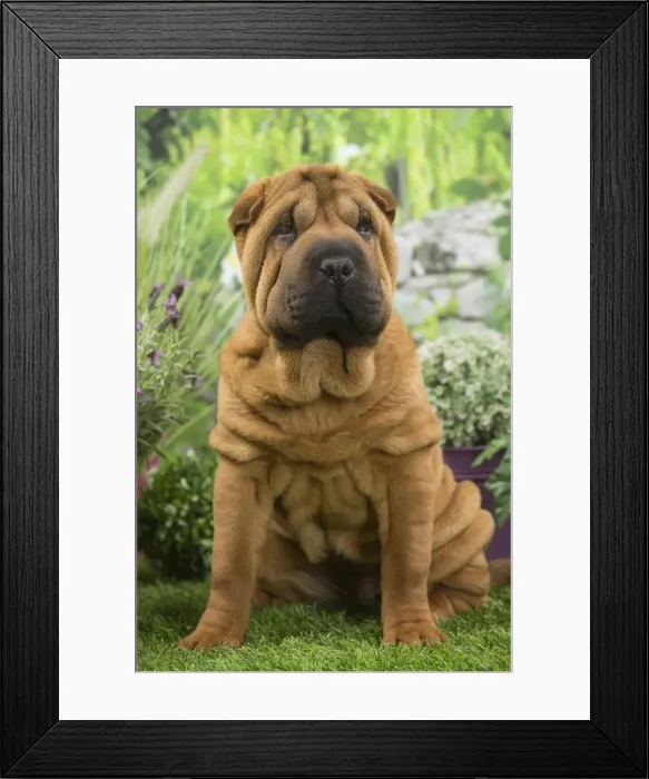 Framed Print : Picture No. 11807779 Framed Print : Picture No. 11807779