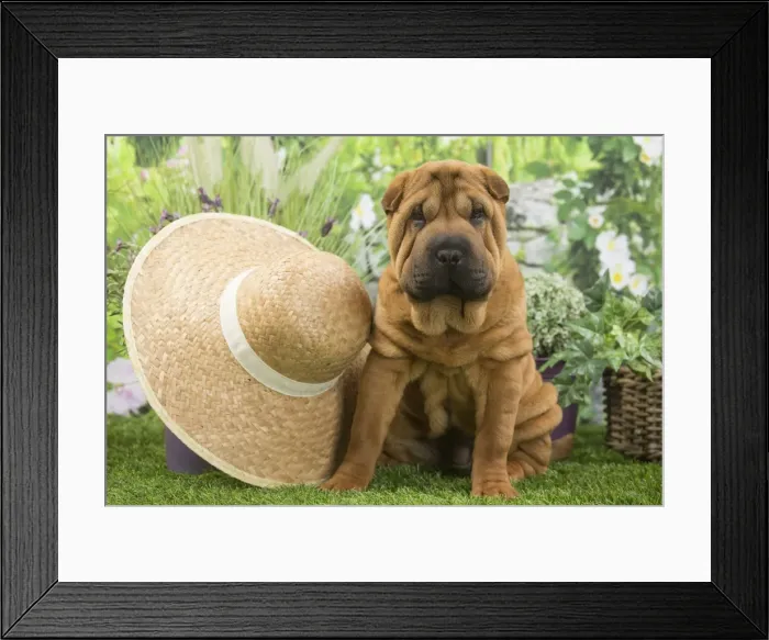 Framed Print : Picture No. 11807780 Framed Print : Picture No. 11807780