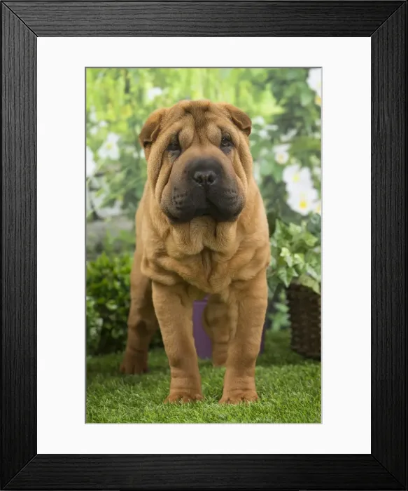 Framed Print : Picture No. 11807781 Framed Print : Picture No. 11807781