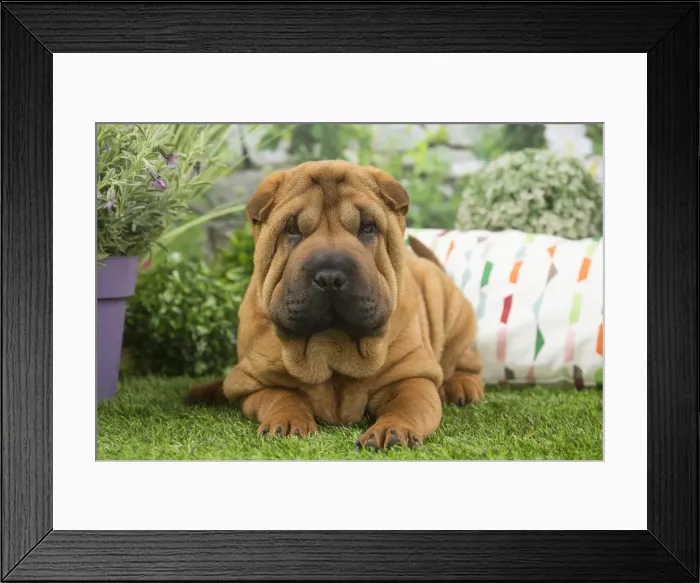Framed Print : Picture No. 11807782 Framed Print : Picture No. 11807782