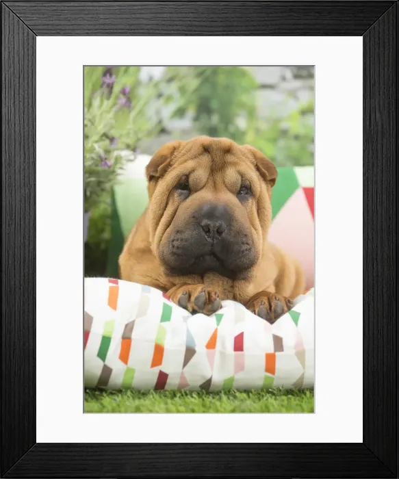 Framed Print : Picture No. 11807783 Framed Print : Picture No. 11807783