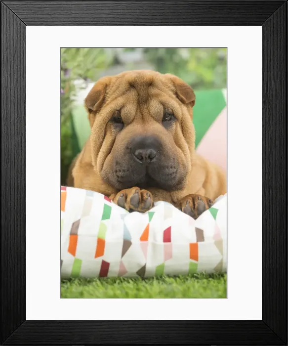 Framed Print : Picture No. 11807784 Framed Print : Picture No. 11807784
