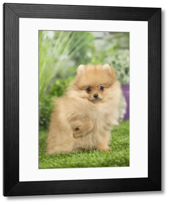 Framed Print : Picture No. 11807786 Framed Print : Picture No. 11807786