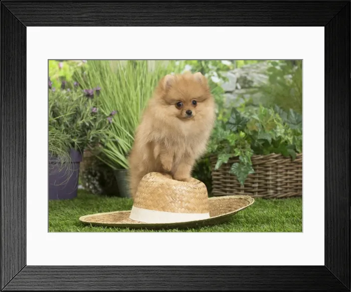 Framed Print : Picture No. 11807790 Framed Print : Picture No. 11807790