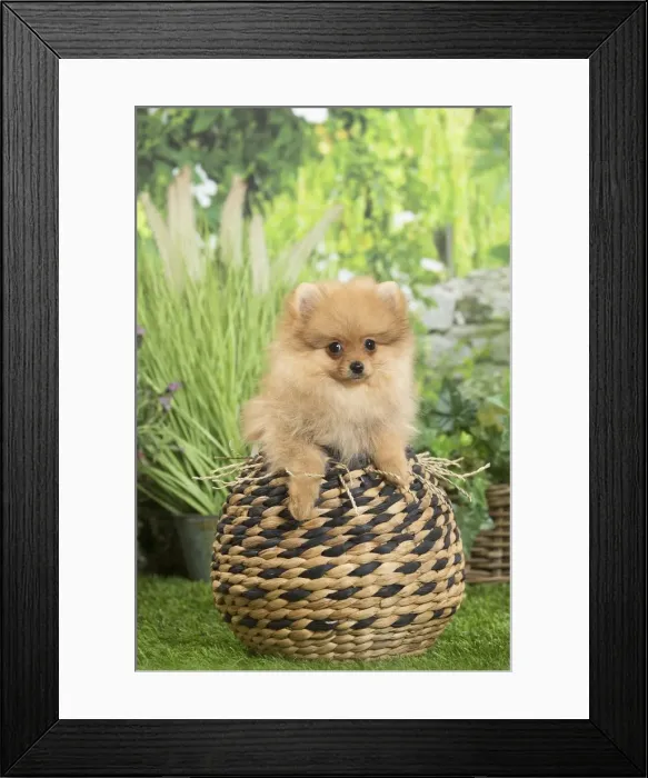 Framed Print : Picture No. 11807792 Framed Print : Picture No. 11807792