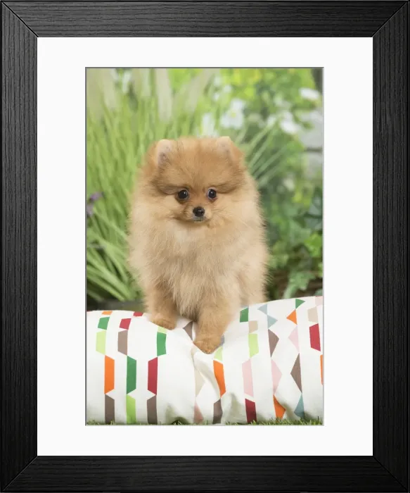 Framed Print : Picture No. 11807793 Framed Print : Picture No. 11807793