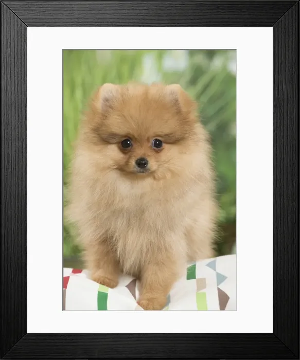Framed Print : Picture No. 11807794 Framed Print : Picture No. 11807794