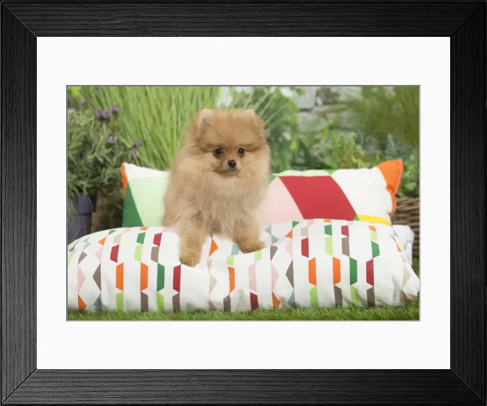 Framed Print : Picture No. 11807795 Framed Print : Picture No. 11807795