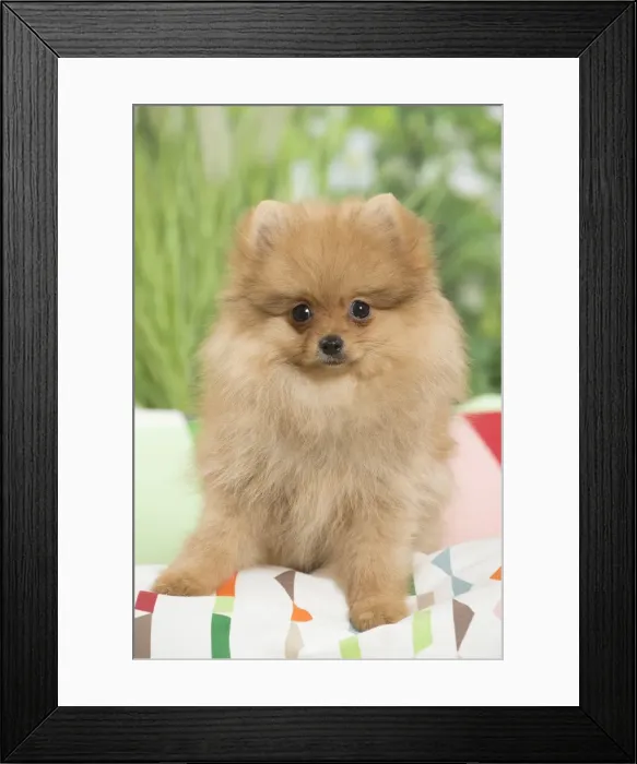 Framed Print : Picture No. 11807796 Framed Print : Picture No. 11807796