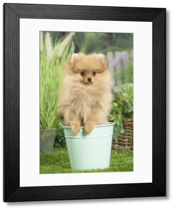 Framed Print : Picture No. 11807797 Framed Print : Picture No. 11807797