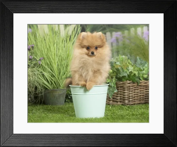 Framed Print : Picture No. 11807798 Framed Print : Picture No. 11807798