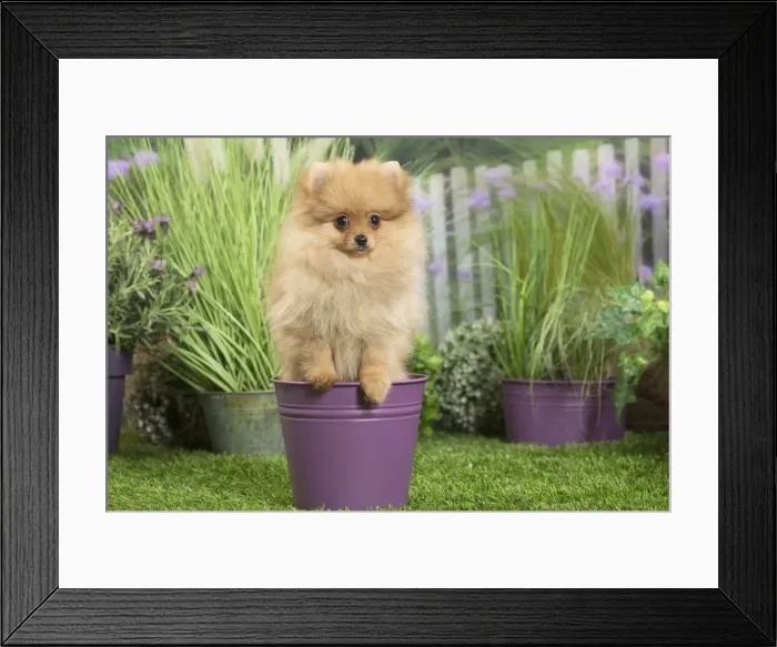 Framed Print : Picture No. 11807799 Framed Print : Picture No. 11807799