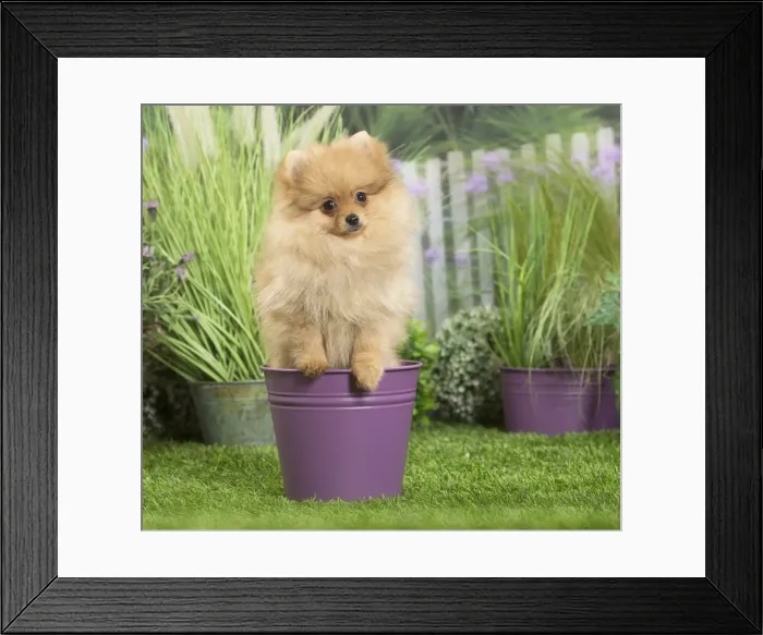 Framed Print : Picture No. 11807800 Framed Print : Picture No. 11807800