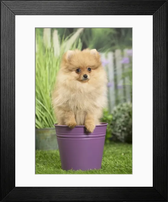 Framed Print : Picture No. 11807801 Framed Print : Picture No. 11807801