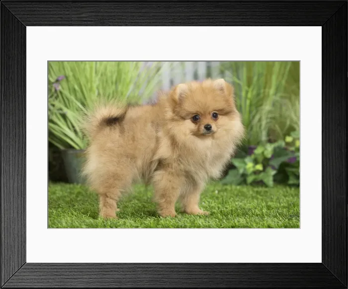 Framed Print : Picture No. 11807803 Framed Print : Picture No. 11807803
