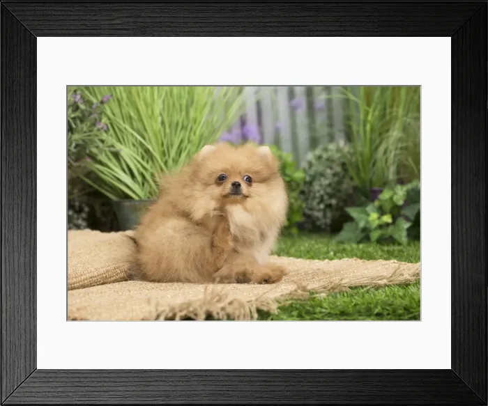Framed Print : Picture No. 11807804 Framed Print : Picture No. 11807804