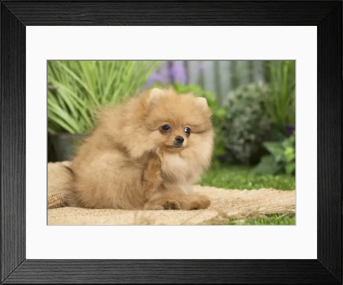 Framed Print : Picture No. 11807805 Framed Print : Picture No. 11807805