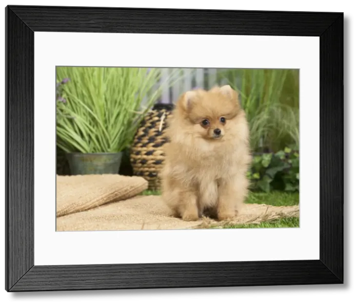 Framed Print : Picture No. 11807806 Framed Print : Picture No. 11807806