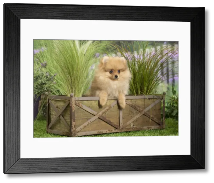 Framed Print : Picture No. 11807807 Framed Print : Picture No. 11807807