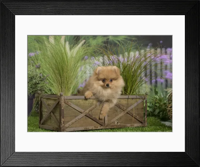 Framed Print : Picture No. 11807808 Framed Print : Picture No. 11807808