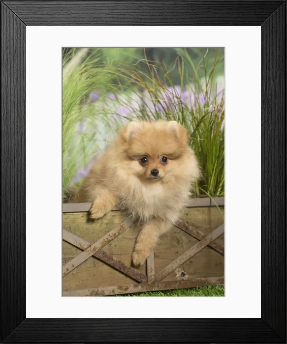 Framed Print : Picture No. 11807809 Framed Print : Picture No. 11807809