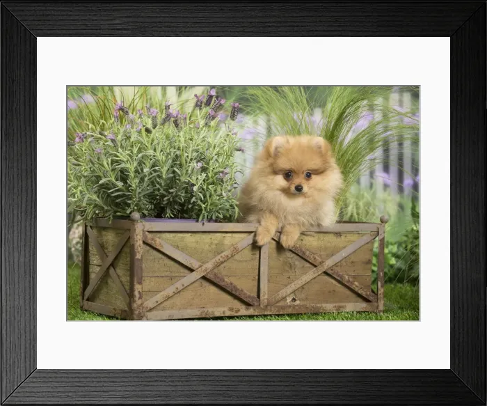 Framed Print : Picture No. 11807810 Framed Print : Picture No. 11807810