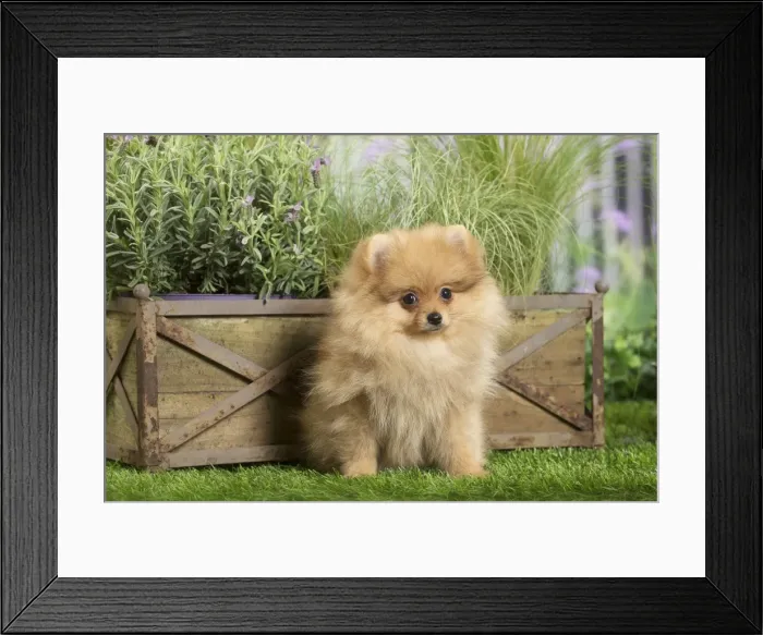 Framed Print : Picture No. 11807811 Framed Print : Picture No. 11807811