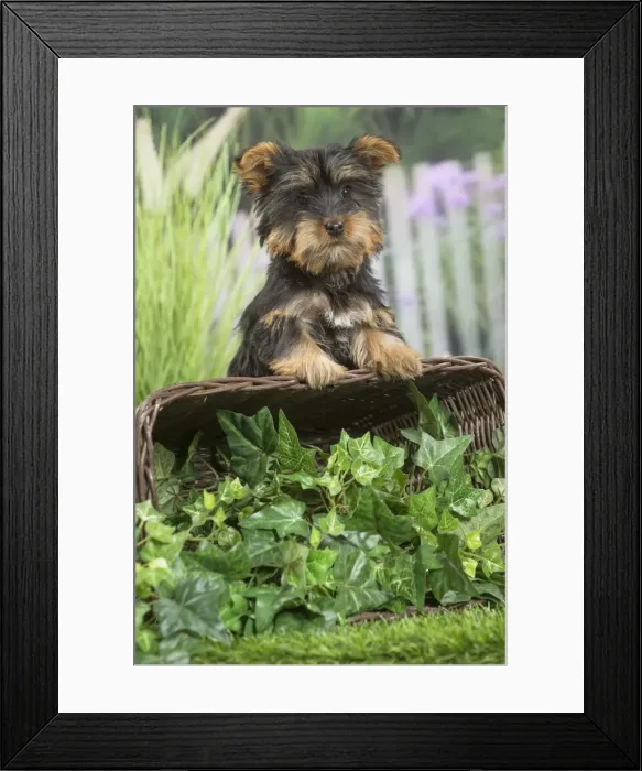 Framed Print : Picture No. 11807812 Framed Print : Picture No. 11807812