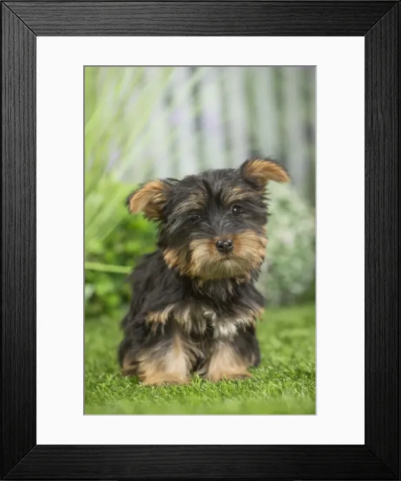 Framed Print : Picture No. 11807813 Framed Print : Picture No. 11807813