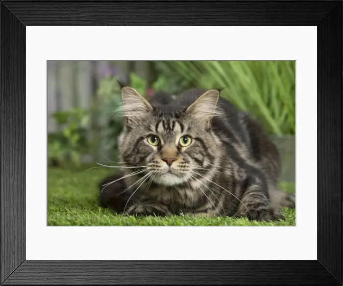 Framed Print : Picture No. 11807815 Framed Print : Picture No. 11807815