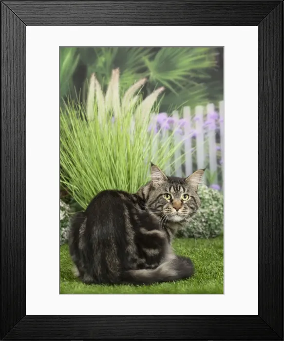 Framed Print : Picture No. 11807817 Framed Print : Picture No. 11807817