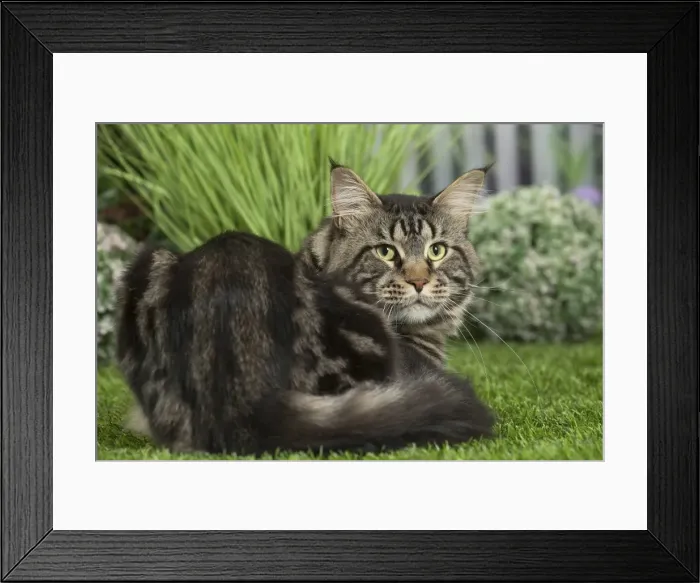 Framed Print : Picture No. 11807818 Framed Print : Picture No. 11807818