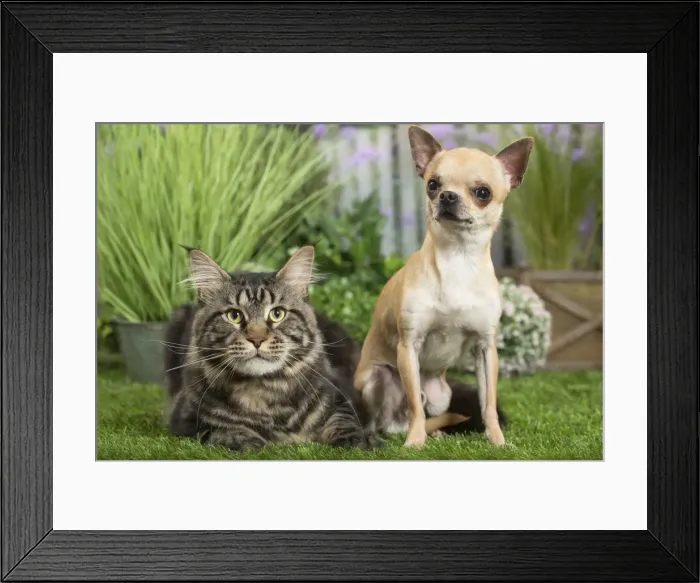 Framed Print : Picture No. 11807820 Framed Print : Picture No. 11807820
