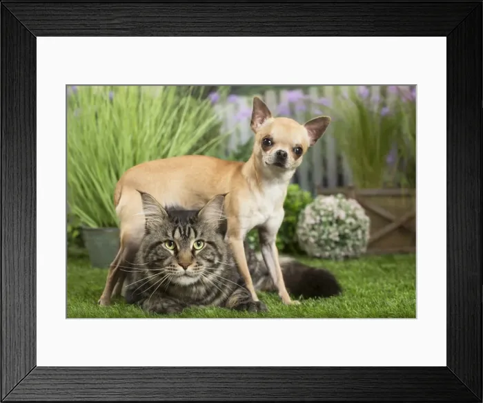 Framed Print : Picture No. 11807822 Framed Print : Picture No. 11807822
